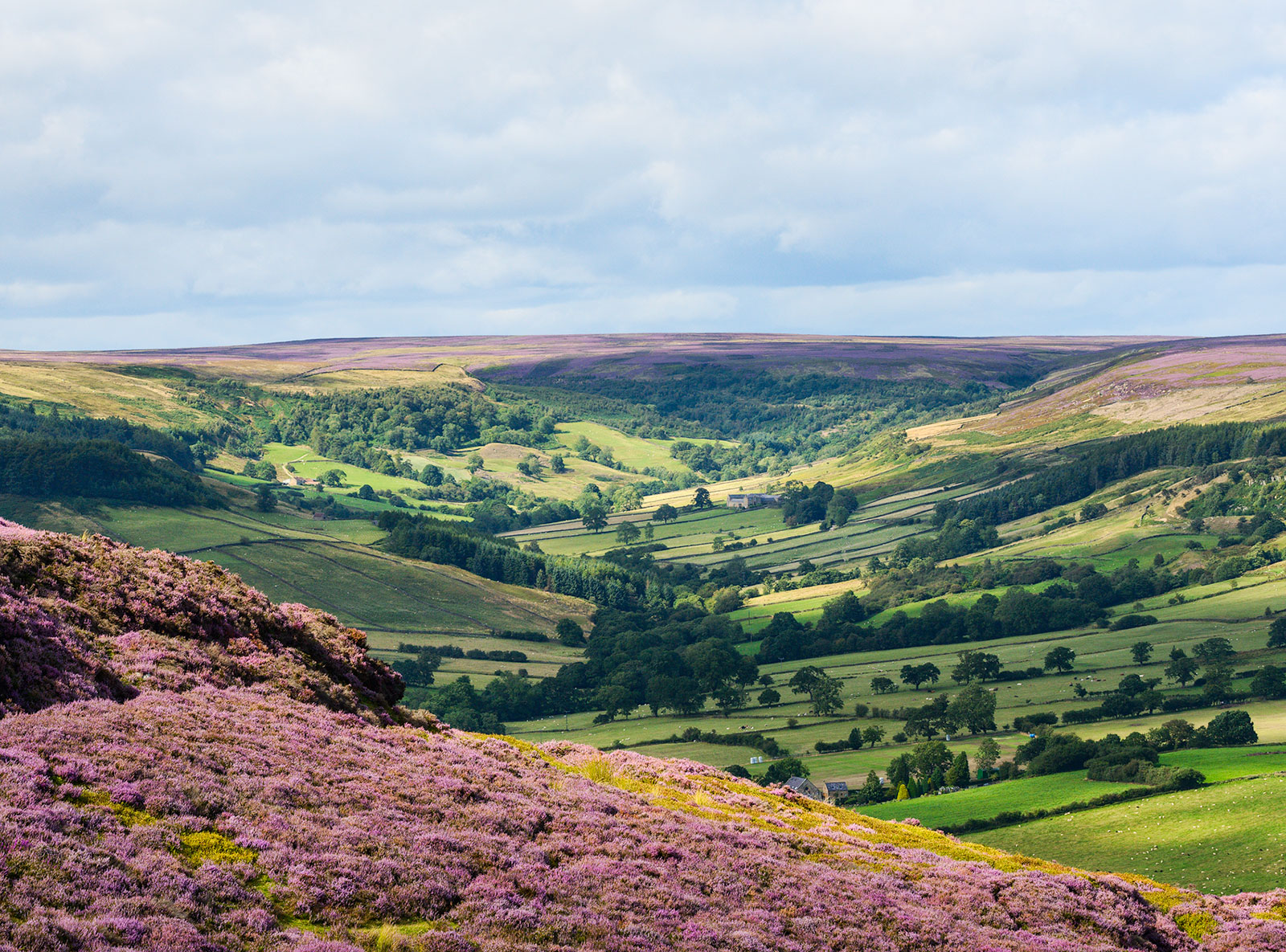 Rosedale, from a heather clad Spaunton Moor