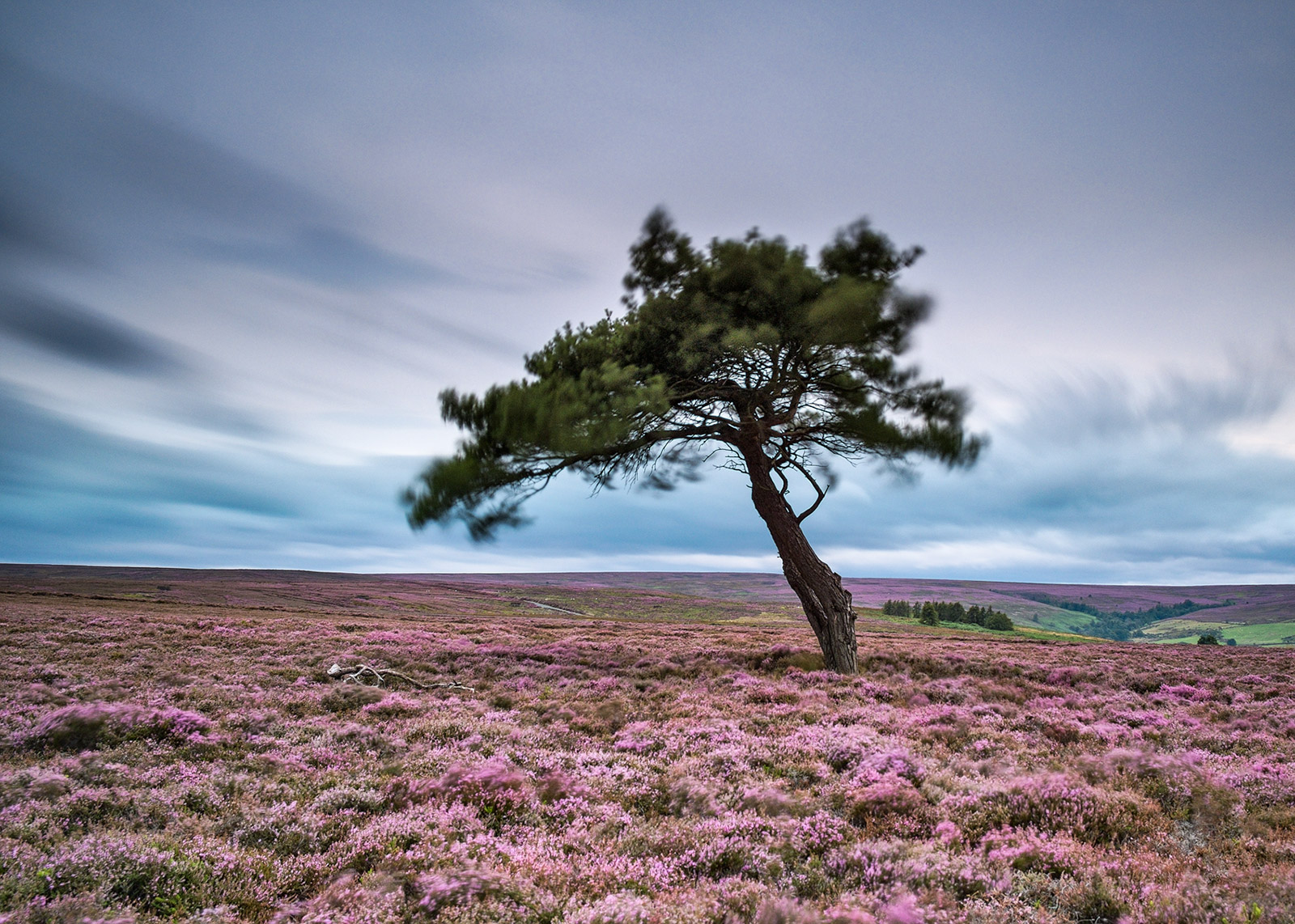 Lone tree, Egton High Moor