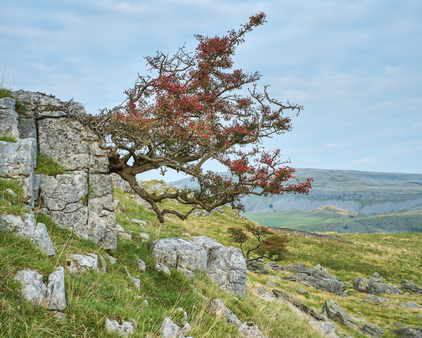 Hawthorns grow everywhere! Norber erratics