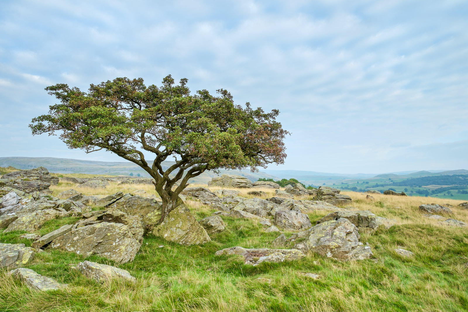 Hawthorn, set amongst the rocks - Norber erratics