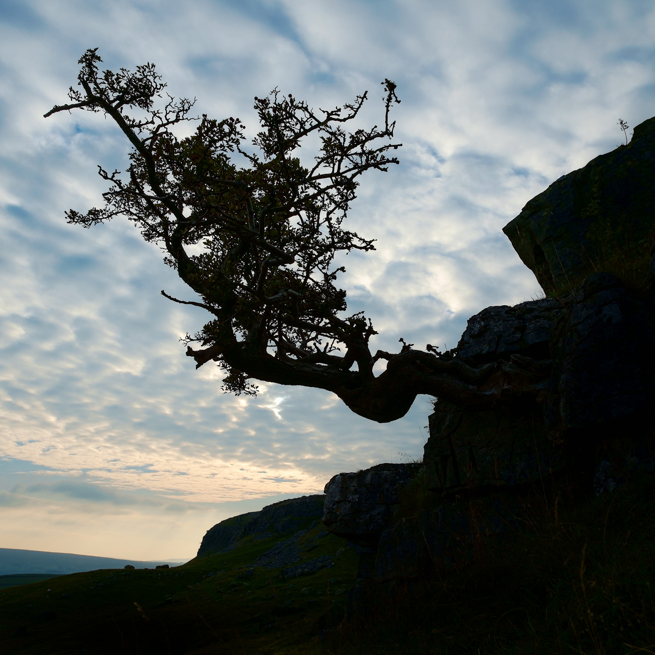 Hawthorn silhouette, Norber erratics