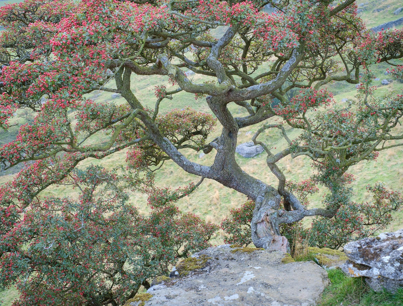 Branches and berries - Hawthorn tree at Norber erratics