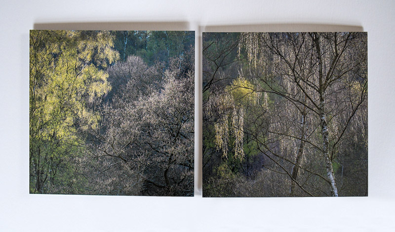 12x12 inch prints - floating aluminium panels - backlit birch trees in Riccaldale