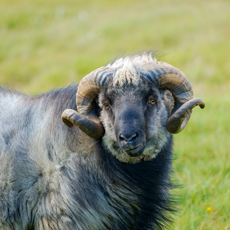 I love the coquettish look on this sheep's face! Fui XE-1 and 55-200mm lens