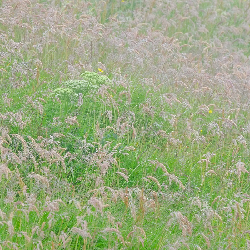 Grasses and wild flowers in abundance here - sadly I've not had much time to do them justice