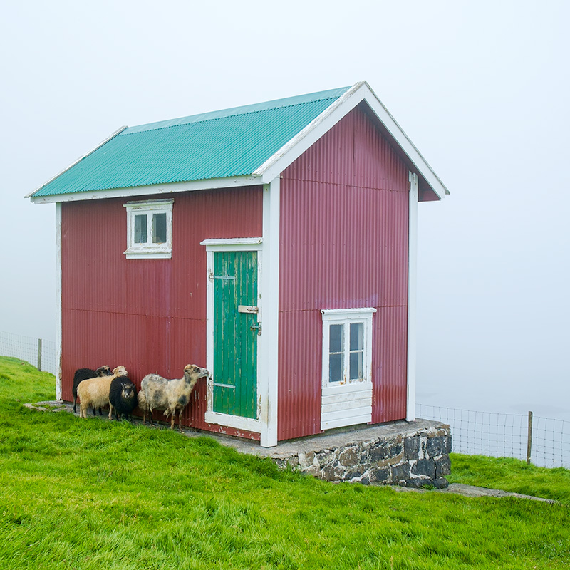 Not impressed with the weather! Sheep at Akraberg