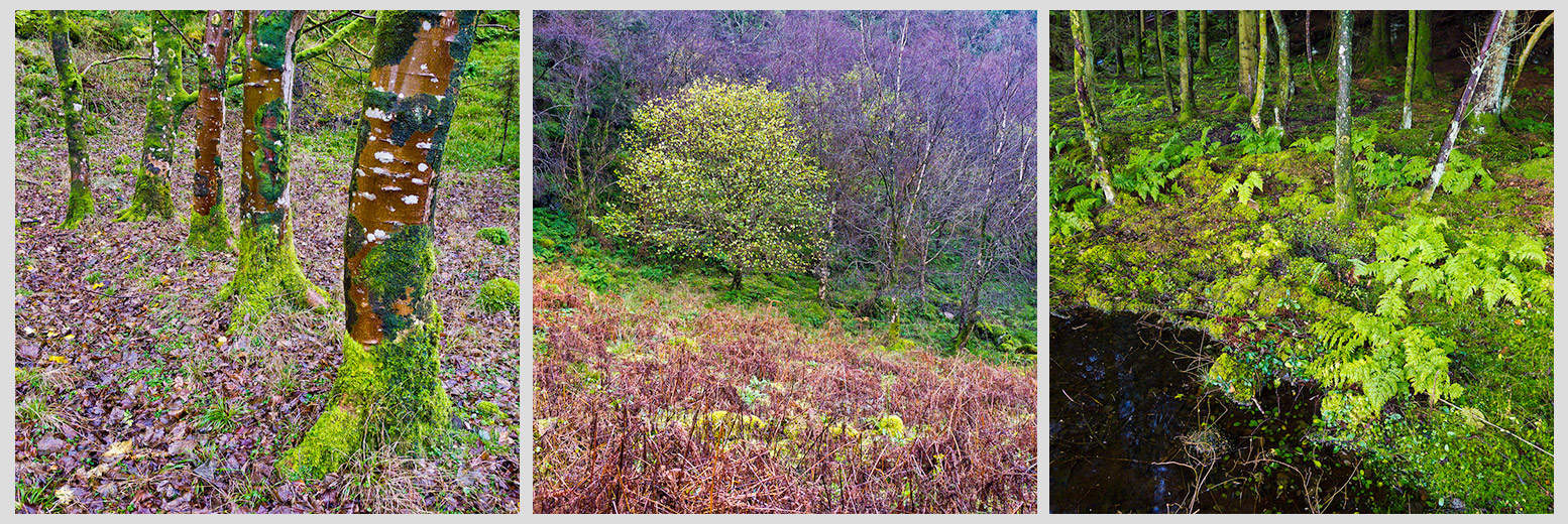 Coastal woodland tryitych, Isle of Arran