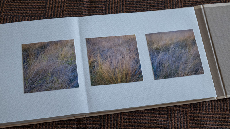 Triptych of grasses and brambles - very carefully spaced!