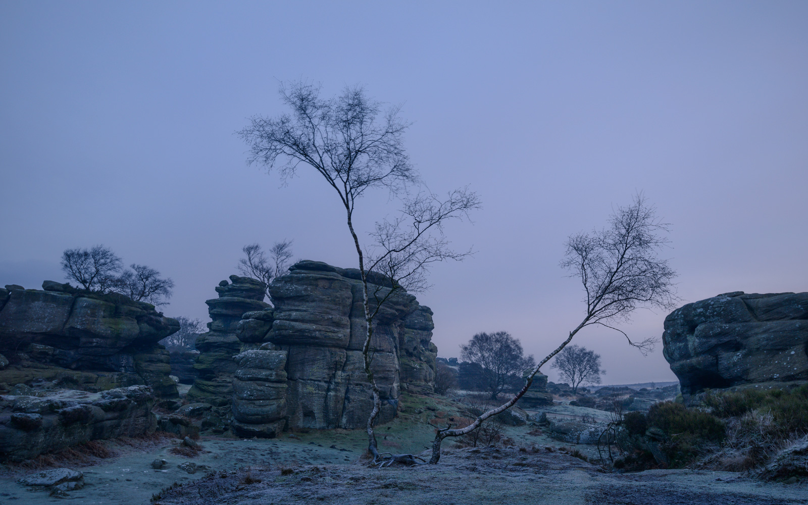 The oriental birch tree twins - Brimham Rocks at Dawn