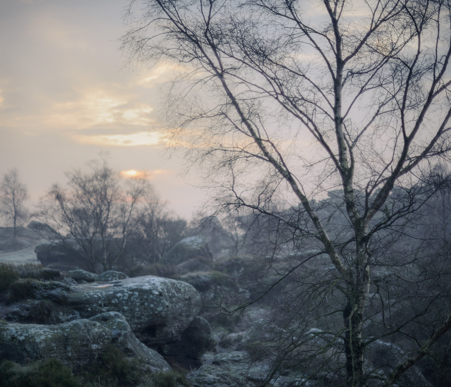 Birches and rocks - Nikon 50mm at f/1.2