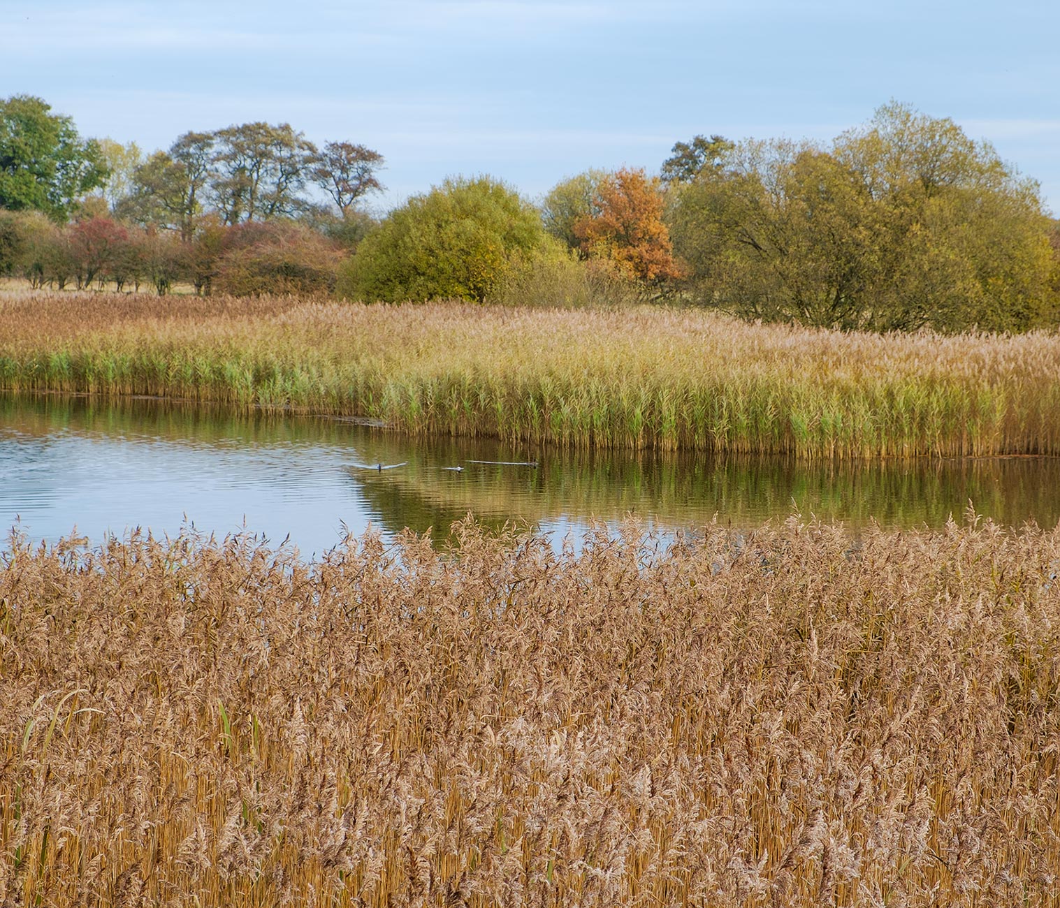 Staveley Nature Reserve