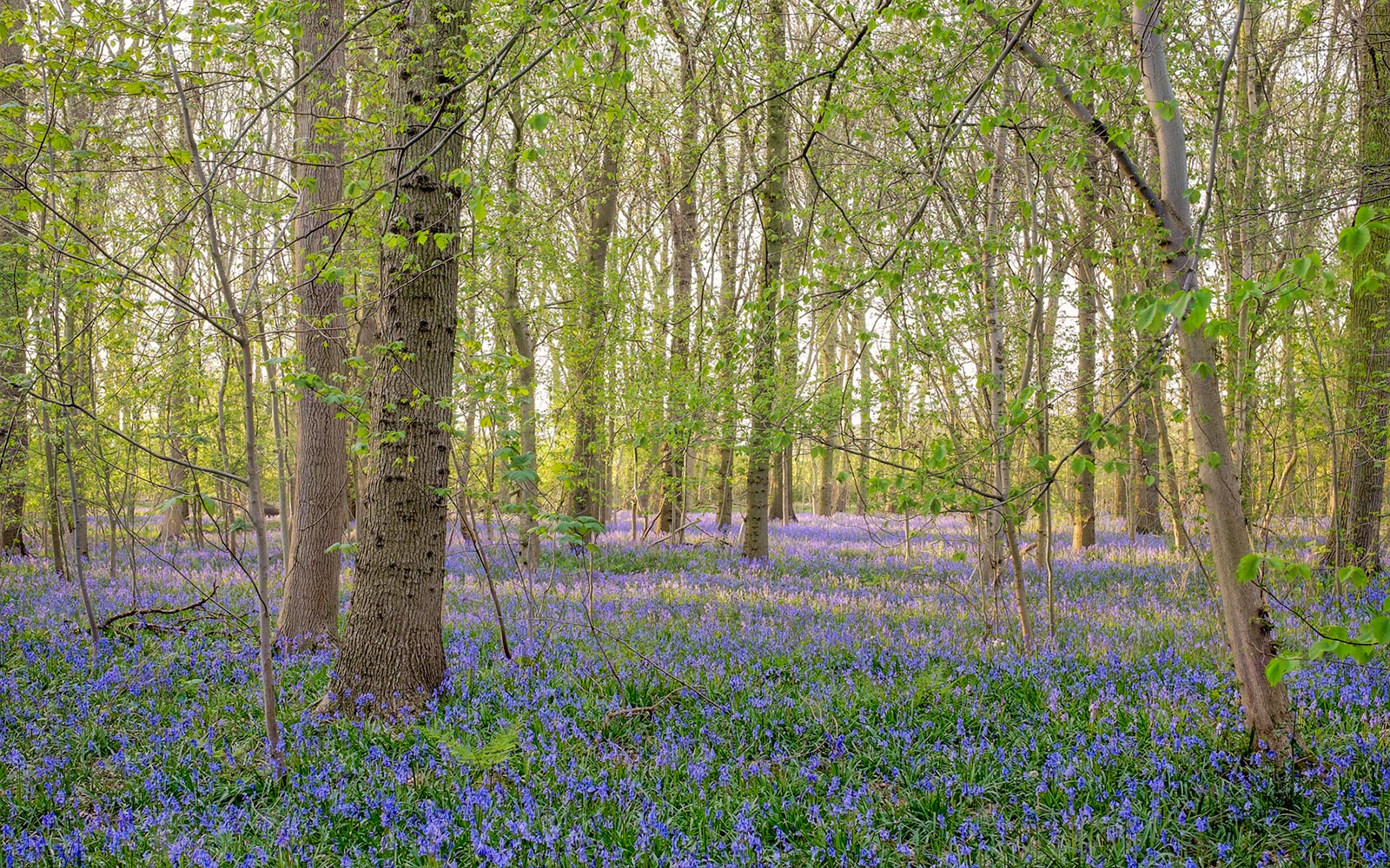 Blubells in mixed woodland, Rougemont Woods - Fuji X-E2 and 23mm lens